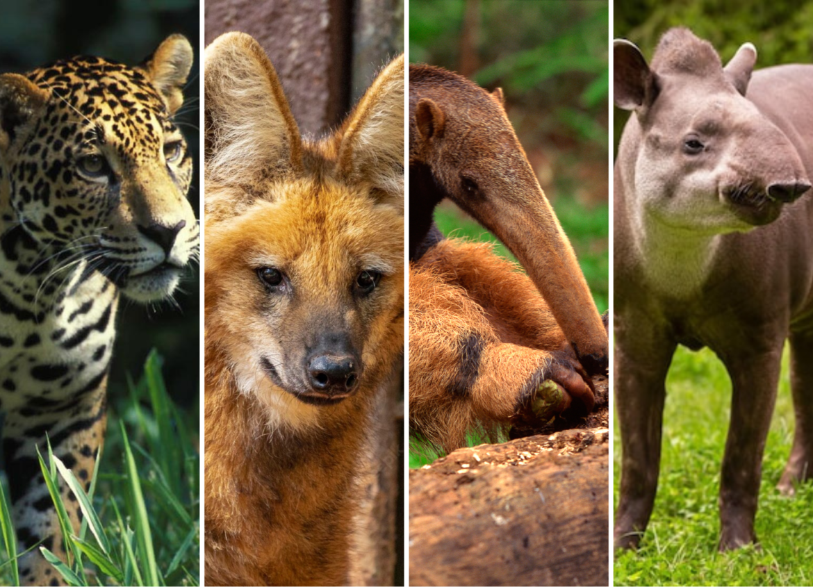 70 Curiosidades Fascinantes Sobre Animais Que Vão Surpreender Você